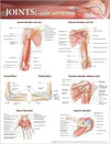 Joints of the Upper Extremities Anatomical Chart | ABC Books