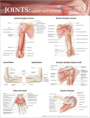 Joints of the Upper Extremities Anatomical Chart | ABC Books