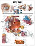 The Eye Anatomical Chart | ABC Books