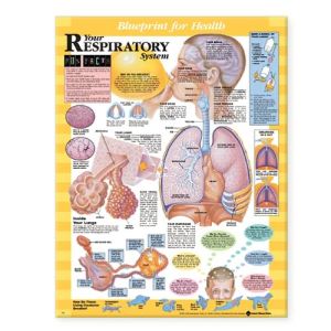 Blueprint for Health Your Respiratory System Chart | ABC Books