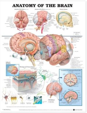 Anatomy of the Brain Anatomical Chart | ABC Books