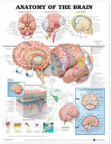 Anatomy of the Brain Chart