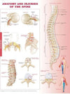 Anatomy and Injuries of the Spine Chart