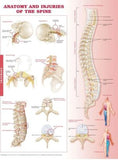 Anatomy and Injuries of the Spine Chart | ABC Books