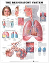 The Respiratory System Anatomical Chart | ABC Books