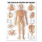 The Vascular System and Viscera Chart
