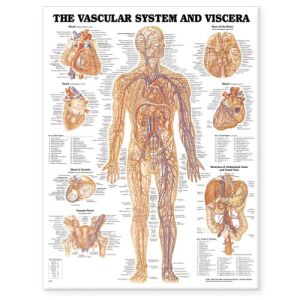 The Vascular System and Viscera Anatomical Chart