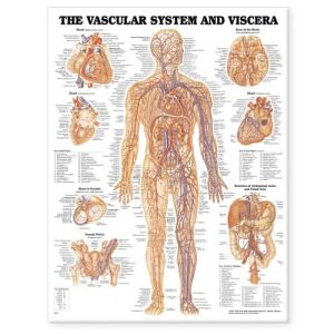 The Vascular System and Viscera Anatomical Chart | ABC Books