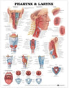 Pharynx & Larynx Anatomical Chart | ABC Books