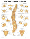 Vertebral Column Anatomical Chart Plastic Styrene Styrene