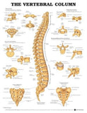 Vertebral Column Anatomical Chart Plastic Styrene Styrene | ABC Books