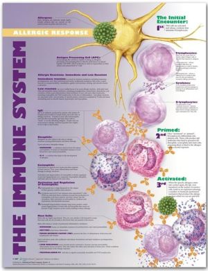 Immune System: Allergic Response Chart** Immune System: Allergic Response Chart**
