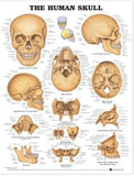 The Human Skull Anatomical Chart | ABC Books
