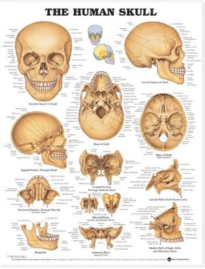 The Human Skull Anatomical Chart