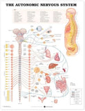 Autonomic Nervous System Chart