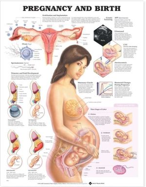 Pregnancy and Birth Pregnancy and Birth