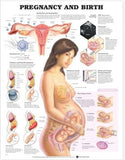 Pregnancy and Birth Chart