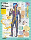 Blueprint for Health Your Brain and Nerves Chart | ABC Books