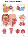 Ear, Nose and Throat Chart | ABC Books