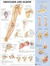 Shoulder and Elbow Anatomical Chart Plastic Styrene Styrene | ABC Books