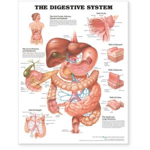 The Digestive System Chart | ABC Books