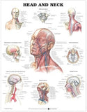 Head and Neck Anatomical Chart Plastic Styrene Styrene | ABC Books