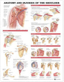 Anatomy and Injuries of the Shoulder Anatomical Chart Plastic Styrene | ABC Books