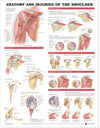 Anatomy and Injuries of the Shoulder Anatomical Chart Plastic Styrene