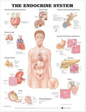 The Endocrine System Anatomical Chart | ABC Books