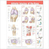 Athletic Injuries of the Knee Anatomical Chart | ABC Books