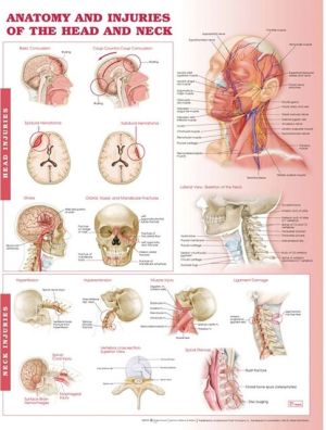 Anatomy and Injuries of the Head and Neck Anatomical Chart | ABC Books