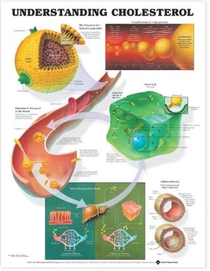 Understanding Cholesterol Anatomical Chart | ABC Books
