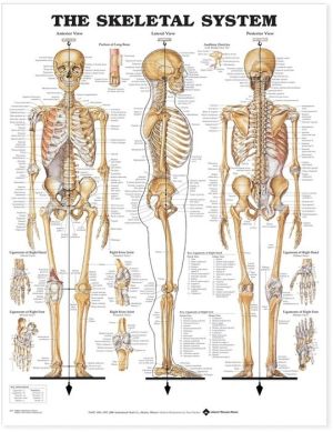 The Skeletal System Anatomical Chart**