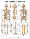 The Skeletal System Anatomical Chart** | ABC Books