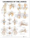 Ligaments of the Joints Anatomical Chart | ABC Books