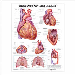 Anatomy of the Heart Chart, 3e LAMINATED
