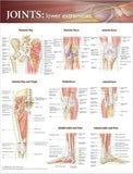 Joints of the Lower Extremities Chart