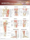 Joints of the Lower Extremities Anatomical Chart | ABC Books