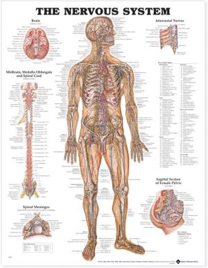 The Nervous System Anatomical Chart | ABC Books