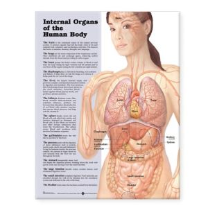 Internal Organs of the Human Body Chart