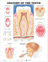 Anatomy of the Teeth Anatomical Chart | ABC Books